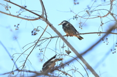 生き物写真館　- ムクドリたちの寛ぎ -