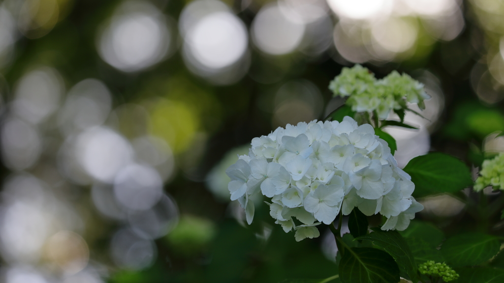 花便り　- 初夏の光にあふれて -