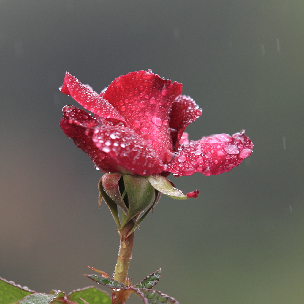 花便り　- 強まる雨脚の中で -