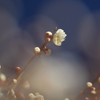 花便り　- 一輪のしら梅 -