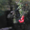 花便り　- 蔓薔薇スーパーエクセルサ -