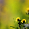花便り　- 野の春 -