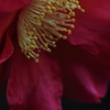 花便り　- 冬の華やか -