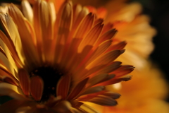 花便り　- 黄花の光と影 -