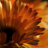 花便り　- 黄花の光と影 -