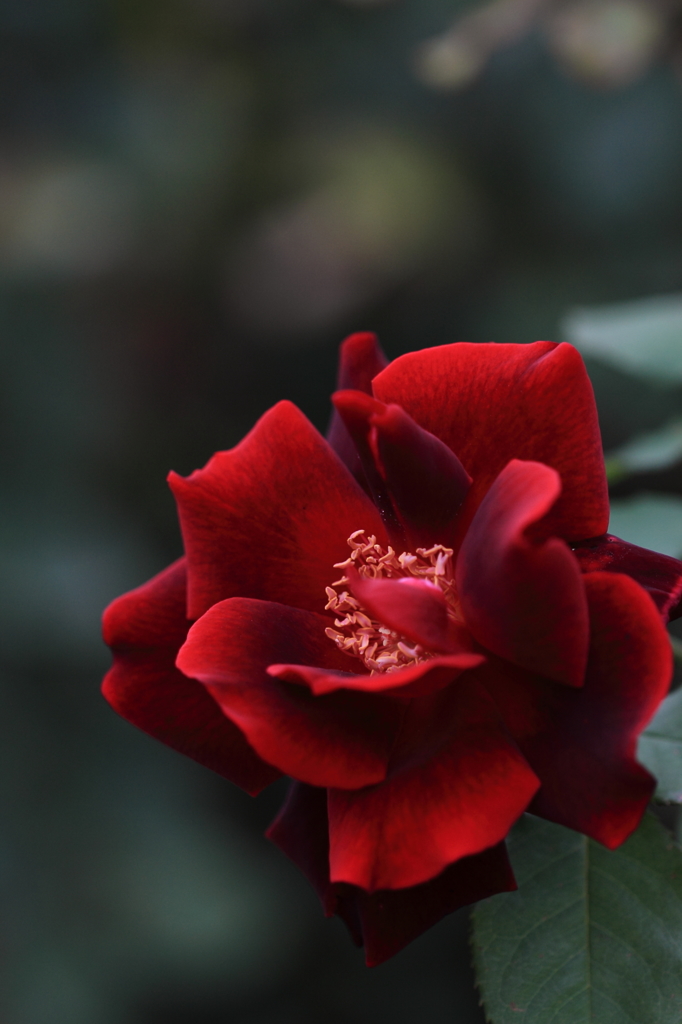 花便り　- 黒バラの銘花 -