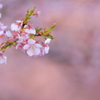 花便り　- 河津爛漫 -