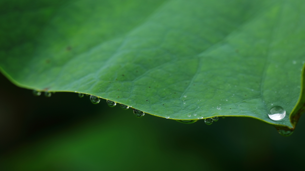 花便り　- 留まる雨雫 -