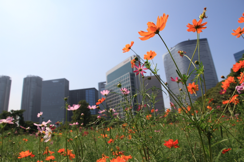 街の情景　- ビル群のある晩夏の花畑 -