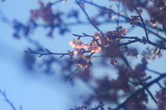 花便り　- 河津桜の輝き -