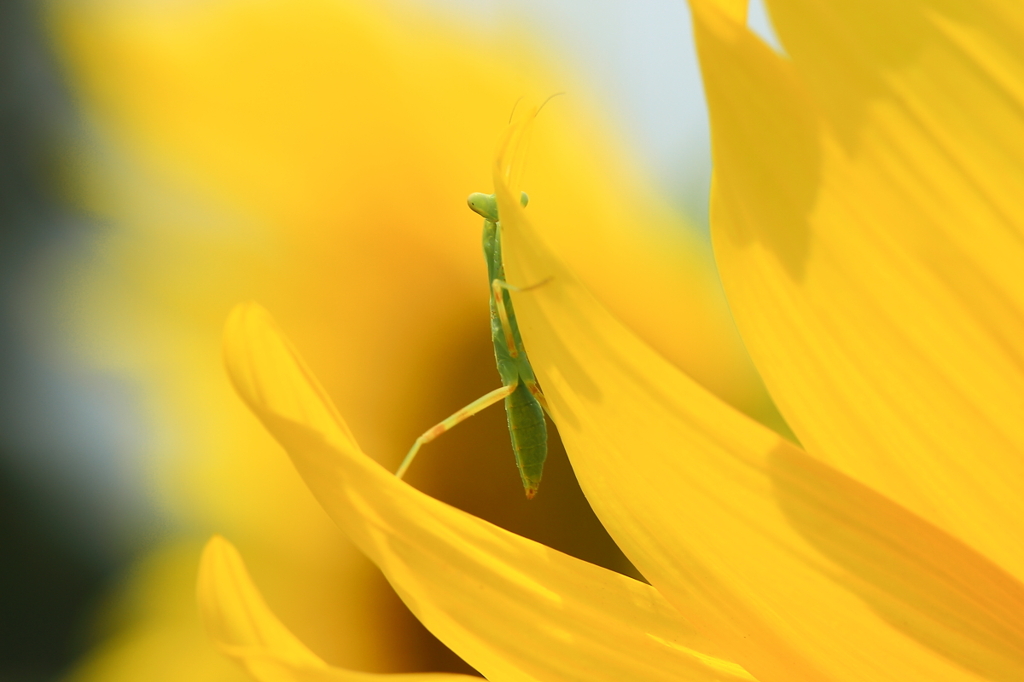 生き物写真館　- はにかみ屋のカマキリさん -