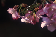 花便り　- 輝く河津桜 -