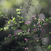 花便り　- 秋陽を浴びて -
