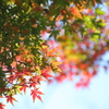 花便り　- 浅秋の彩り -