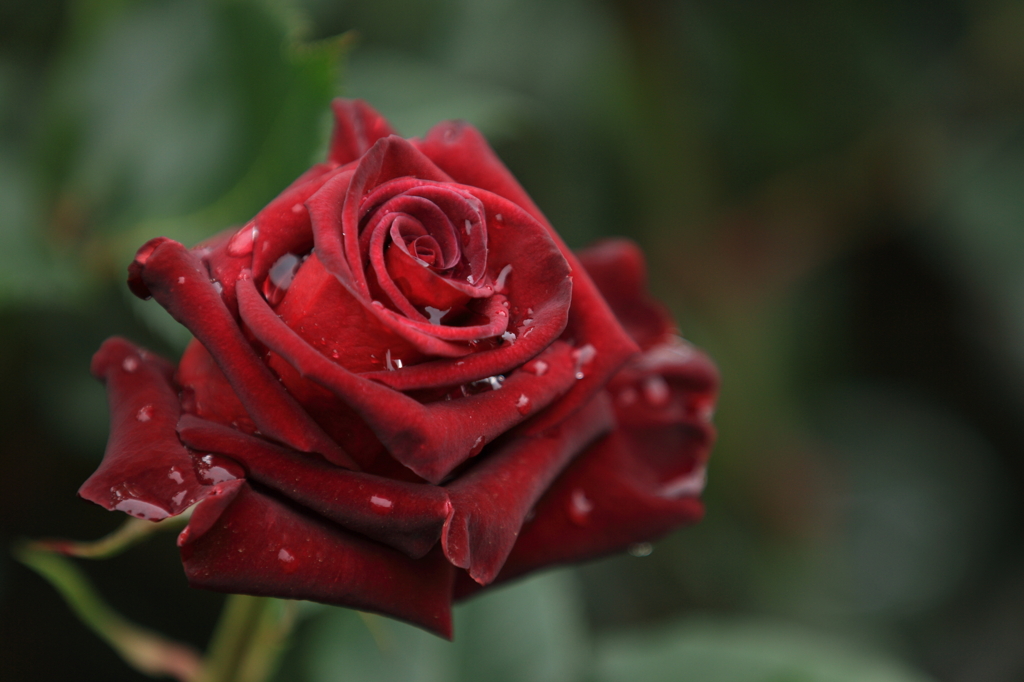 薔薇　- 紅 -