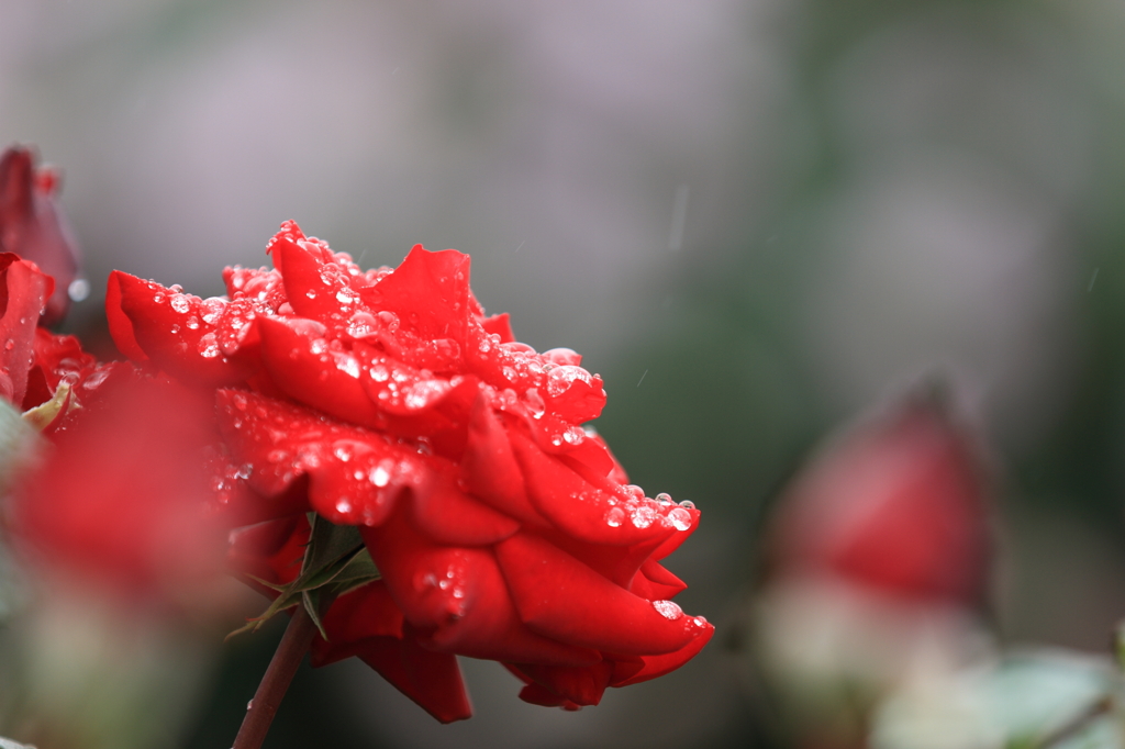 薔薇　（５）