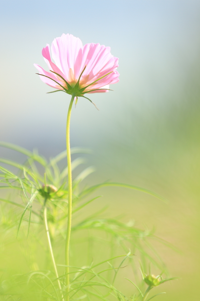 秋桜　- 耀き -