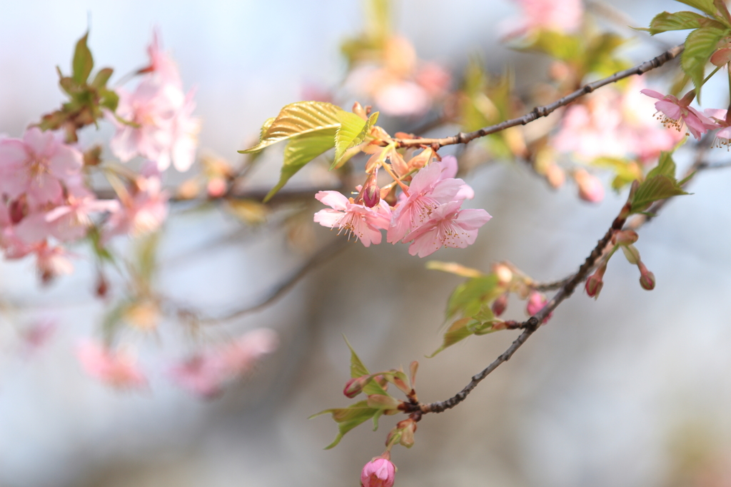 寒桜