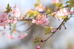 寒桜