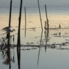 生き物写真館　- 鷺の朝狩り -