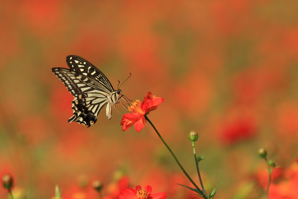 生き物写真館　- 花壇の人気者 -