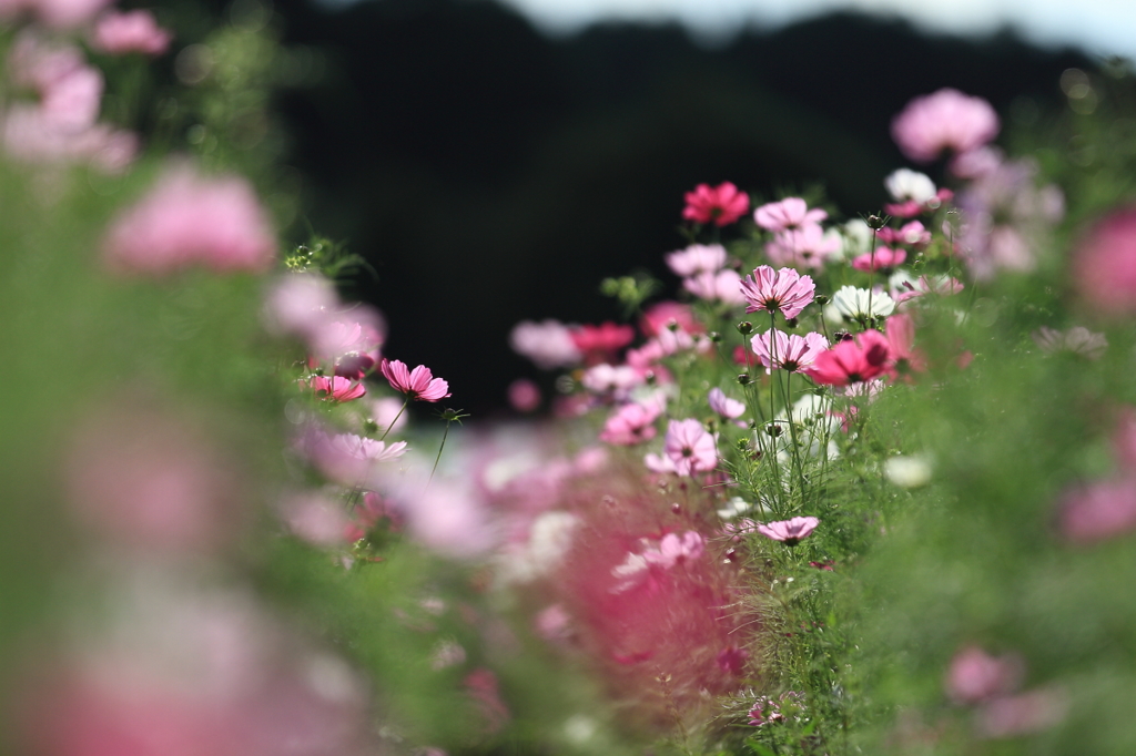 花便り　- コスモス畑の中で -