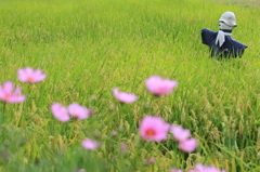 花便り　- 里山の初秋 -