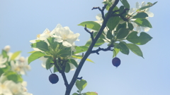 花便り　- 姫林檎のオーナメント -