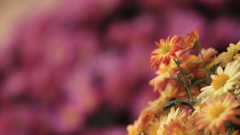花便り　- 目立ちたがり屋の小菊 -