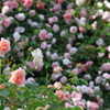 花便り　- 薔薇の壁 -