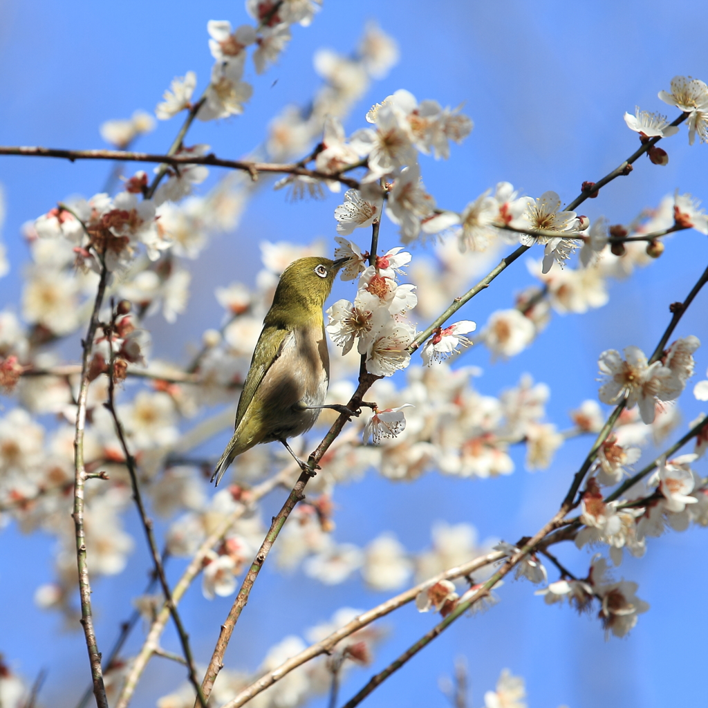 生き物写真館　- ウメジロ -