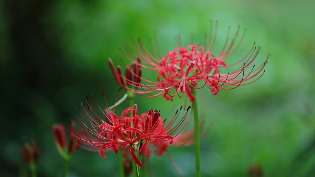 花便り　- 再会 -