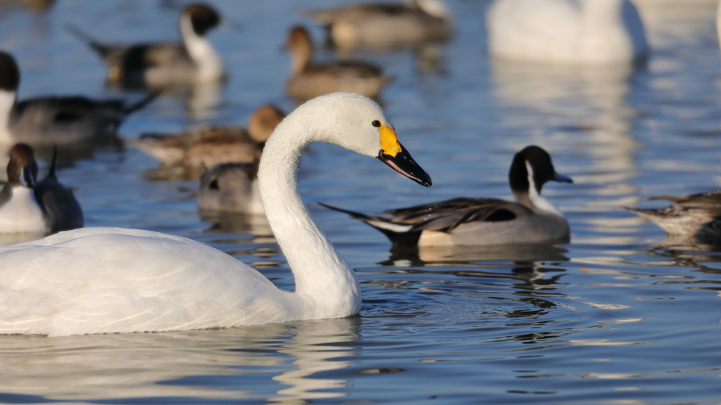 白鳥の郷　- 水も滴る -