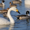 白鳥の郷　- 水も滴る -