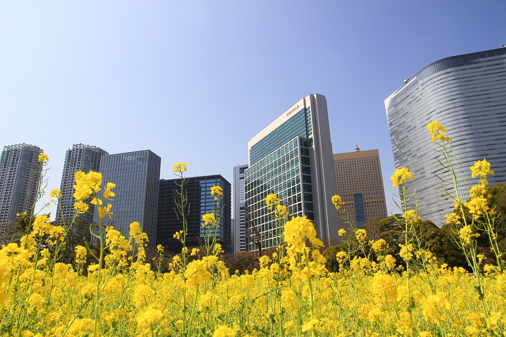 街の情景　- 都心の菜の花畑 -