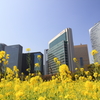 街の情景　- 都心の菜の花畑 -