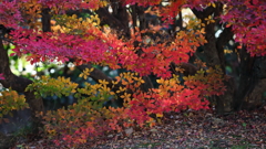 花便り　- 多彩な色模様 -