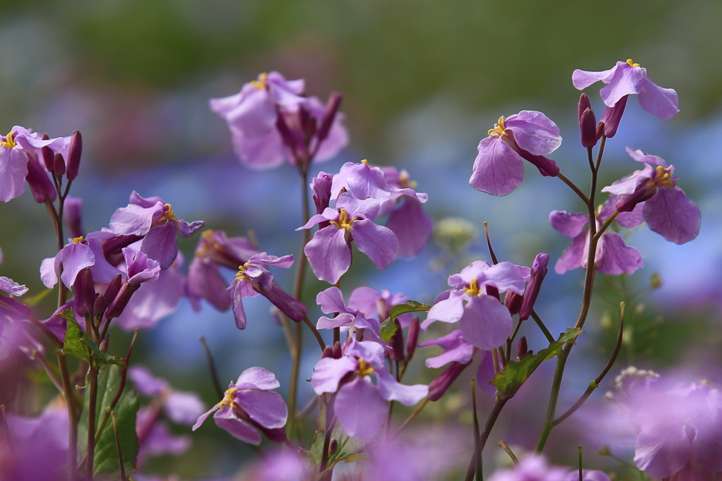 花便り　- 紫美人 -