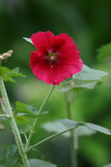 花便り　- 紅立葵 -