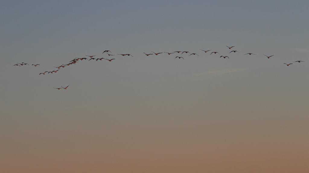 白鳥の郷　- 夕暮れの帰還 -