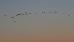 白鳥の郷　- 夕暮れの帰還 -