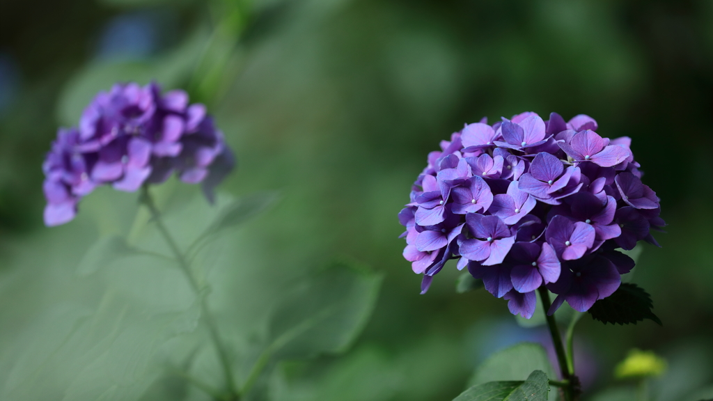 花便り　- 菫色の紫陽花 -