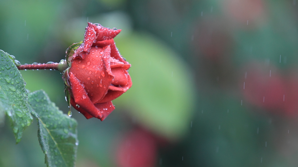 花便り　- 雨中に咲くテラコッタ -