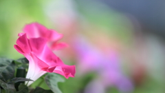 花便り　- 華やぐ江戸園藝 -