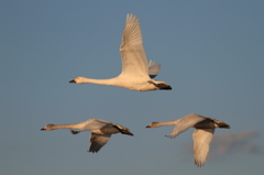 白鳥の郷　- 飛行訓練 -