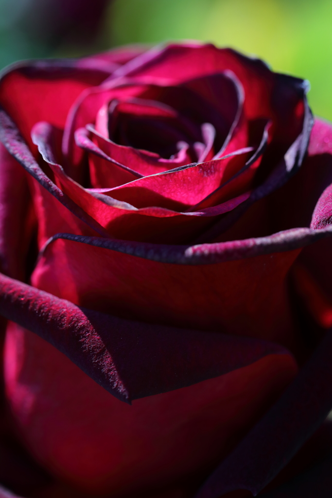 花便り　- 透過した黒薔薇 -