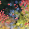 花便り　- 残秋の紅黄 -