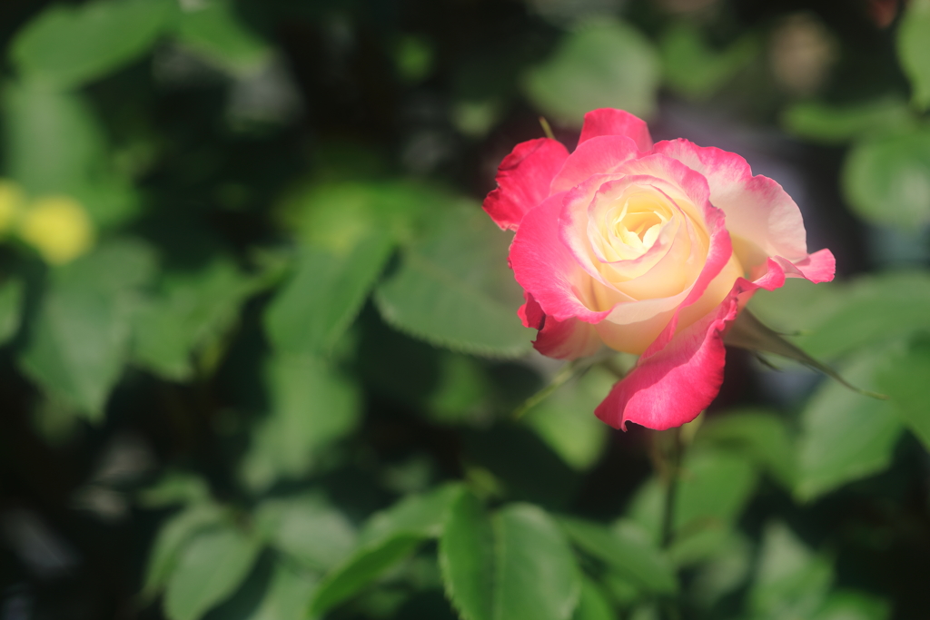花便り　- 春薔薇の華やぎ -
