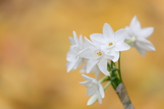 花便り　- 黄の中の白 -