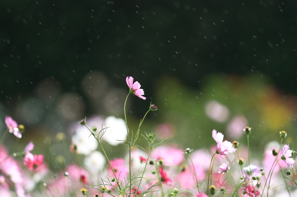 花便り　- 雨中のコスモス -